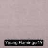 YOUNG FLAMINGO 19